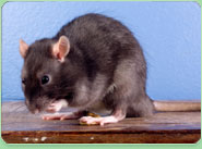 rat control Hellesdon