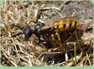 wasp control Hellesdon